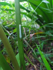 Lepidoptera