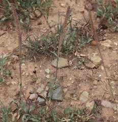 Tragus berteronianus