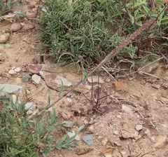 Tragus berteronianus