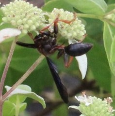 Isodontia exornata