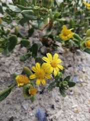Senecio maritimus