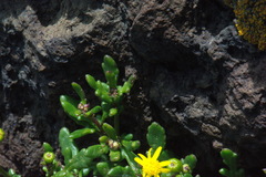 Senecio carnosulus