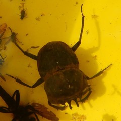 Cephalodesmius laticollis