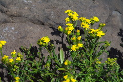 Senecio carnosulus