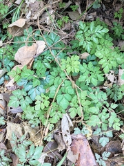 Corydalis sheareri