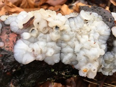 Exidia thuretiana