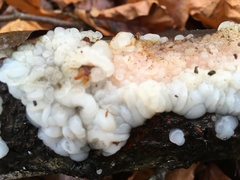 Exidia thuretiana
