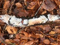 Exidia thuretiana