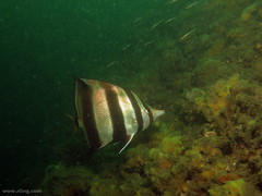 Chelmonops truncatus