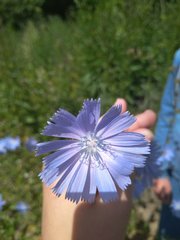 Cichorium intybus