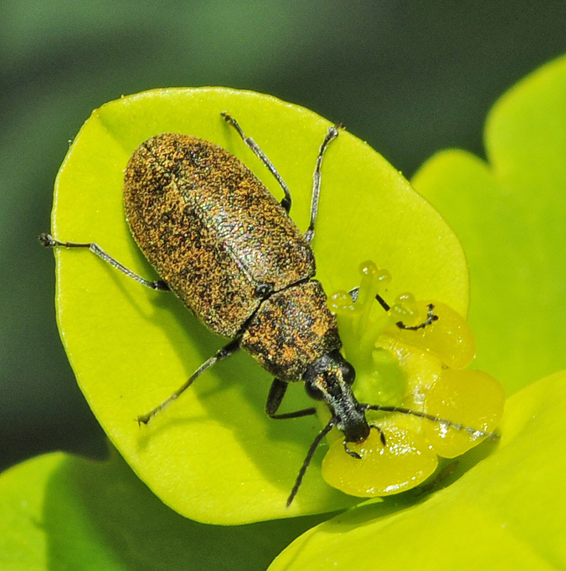 Palm and Flower Beetles