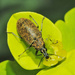 Palm and Flower Beetles - Photo (c) faluke, some rights reserved (CC BY-NC), uploaded by faluke