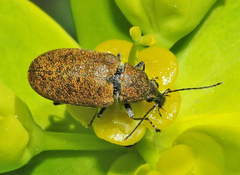 Mycterus curculioides