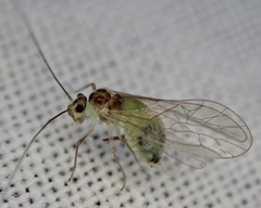 Stenopsocus