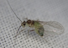 Stenopsocus