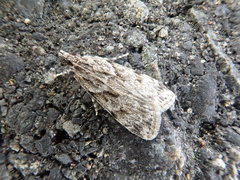 Scoparia congestalis