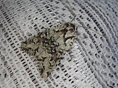 Lithophane venusta