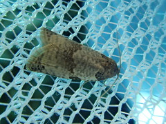 Pseudeulia vermicularis