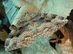 Rheumaptera neocervinalis