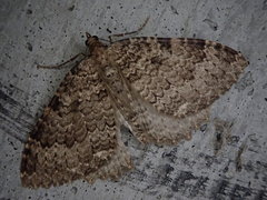 Triphosa dubitata