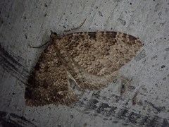 Triphosa dubitata