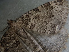 Triphosa dubitata