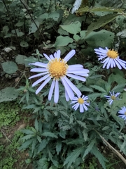 Aster lautureanus