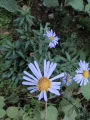 Aster lautureanus