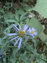 Aster lautureanus
