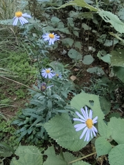 Aster lautureanus