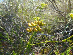 Notobubon collinum