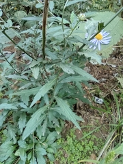 Aster lautureanus