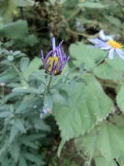 Aster lautureanus