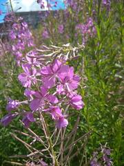 Chamaenerion angustifolium