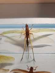 Euconocephalus nasutus