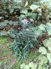 Aster lautureanus