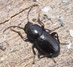 Nesotes crassicollis