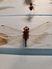 Orthetrum sabina