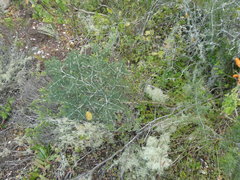 Asparagus mariae