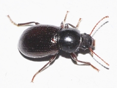 Nesotes nigroaeneus