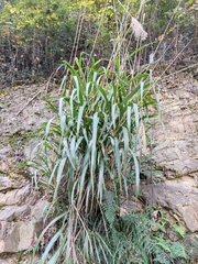 Miscanthus floridulus