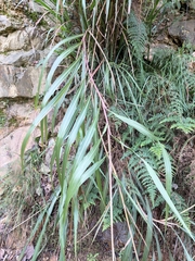 Miscanthus floridulus