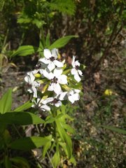Saponaria officinalis