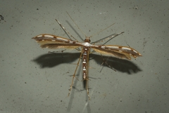 Cosmoclostis aglaodesma