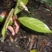 Oreocnide rubescens - Photo (c) Inama Ahmad, algunos derechos reservados (CC BY-NC), subido por Inama Ahmad