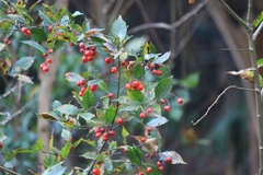 Photinia parvifolia