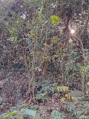 Photinia parvifolia