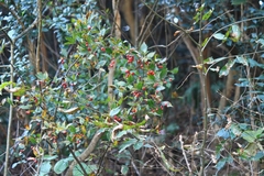 Photinia parvifolia