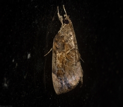 Crocidolomia suffusalis