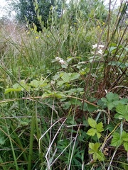 Rubus conjungens